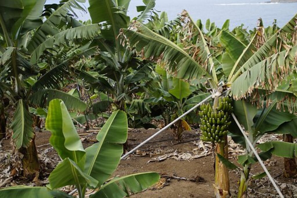 Bananas